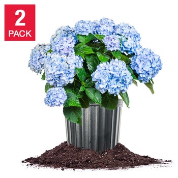 Hydrangea Shrubs 3 Gallon, 2-pack